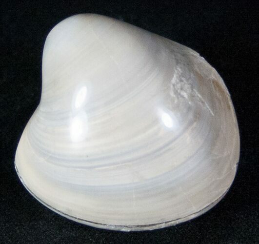 Polished Fossil Clam - Jurassic #12611